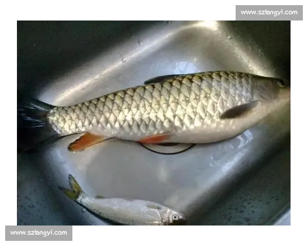 大爷钓起金黄大鱼,围观者哇声一片:这鱼值两万? 大爷钓起金黄大鱼,围观者哇声一片:这鱼值两万?